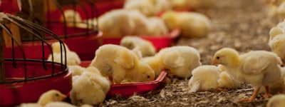 Safe, effective solutions for poultry production