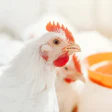 Precision Poultry Nutrition for Peak Performance