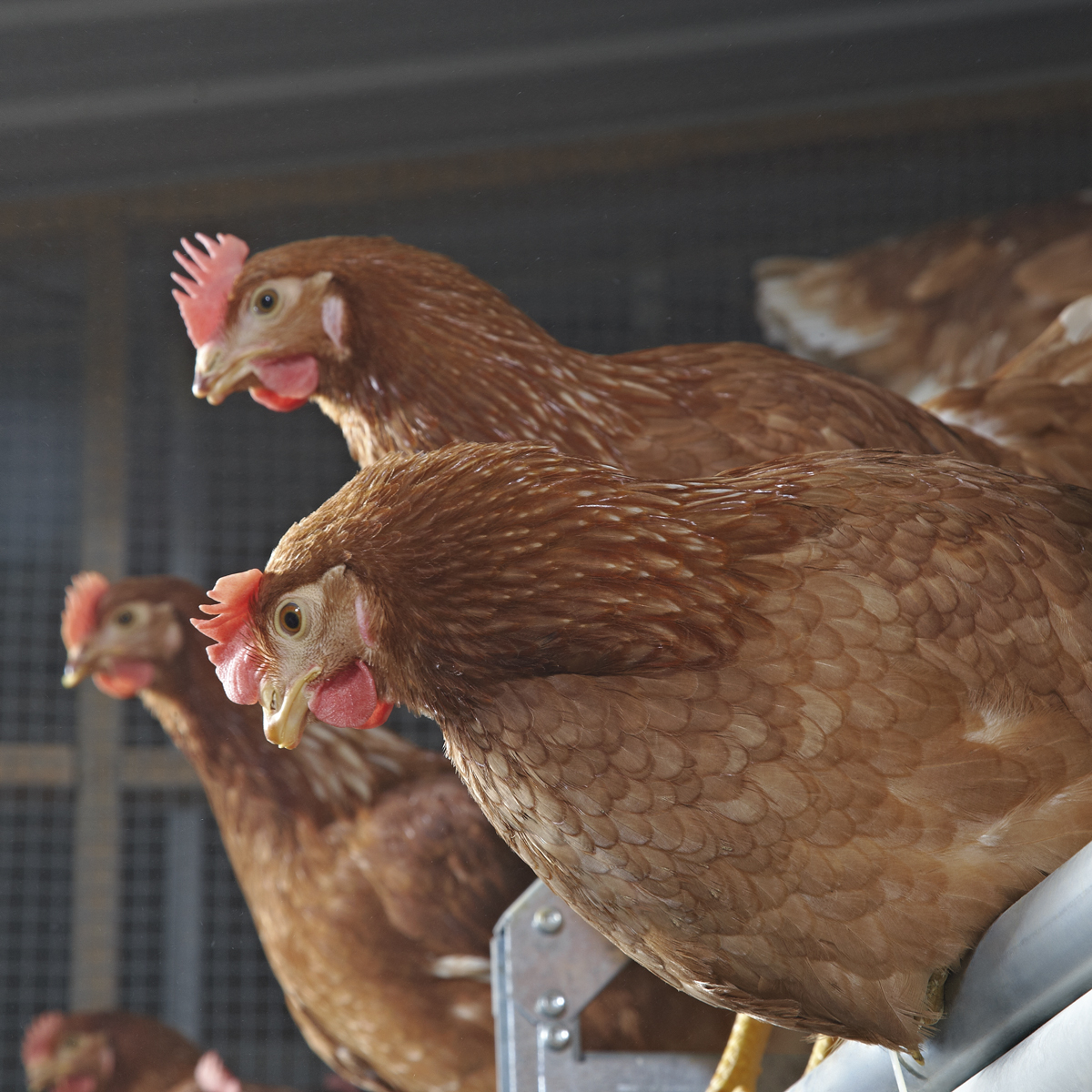 Vaccination success depends on crew training