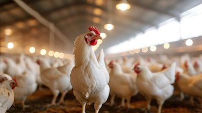 Enhancing Poultry Production: Gut Health Strategies and Feed Additives