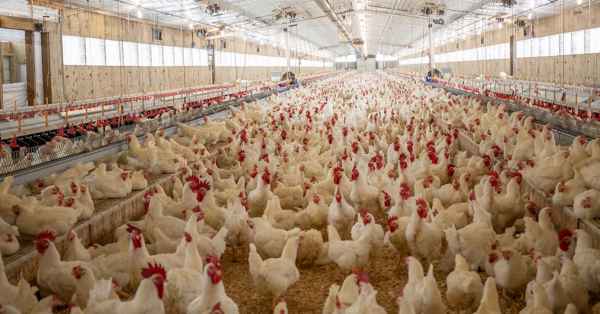 Salmonella control starts early with breeders