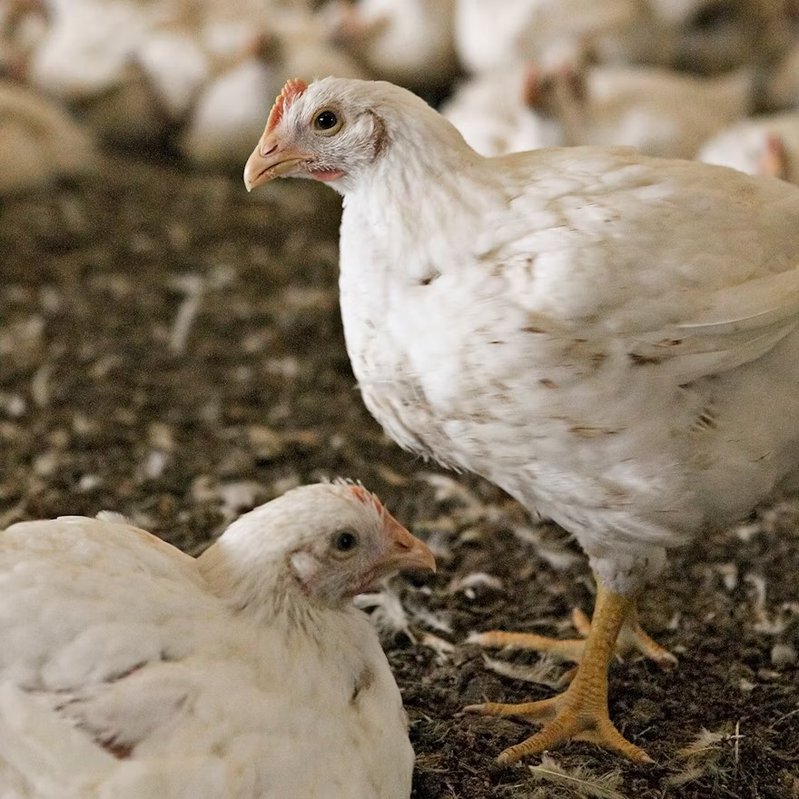 Think strategically in developing IBDV vaccination programs