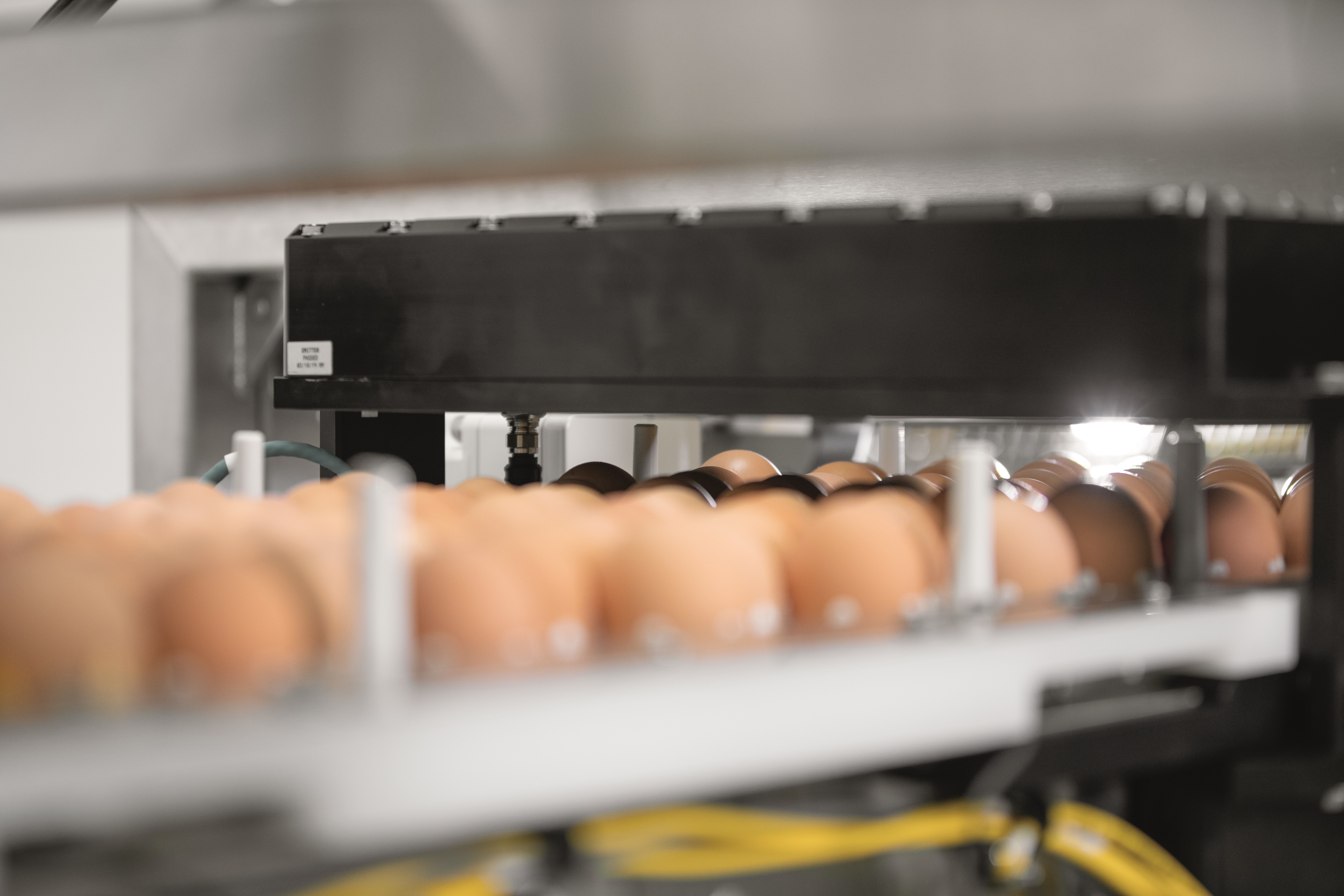 Making the most of in ovo vaccination data: Three opportunities to ...