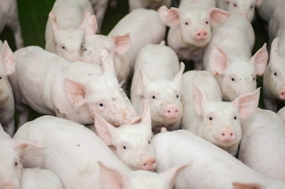 Keep up with advances in piglet nutrition that balance health, performance, and feeding costs