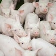 Keep up with advances in piglet nutrition that balance health, performance, and feeding costs