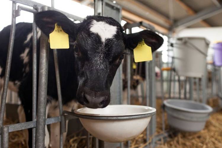Rethinking calf nutrition: 5 reasons to embrace vegetable proteins in CMRs