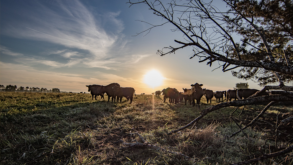 Fermentation That Fuels Animal Resilience and Performance