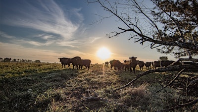 Fermentation That Fuels Animal Resilience and Performance