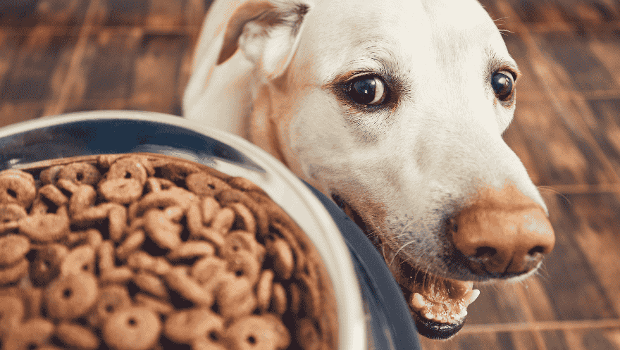 Sustainability Starts with the Formula: How Smarter Formulation Is Shaping the Future of Pet Food Production