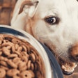 Sustainability Starts with the Formula: How Smarter Formulation Is Shaping the Future of Pet Food Production