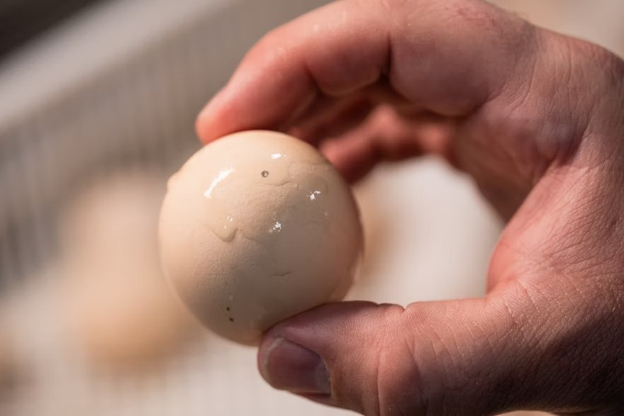 Precision that protects: in ovo accuracy supports flock performance