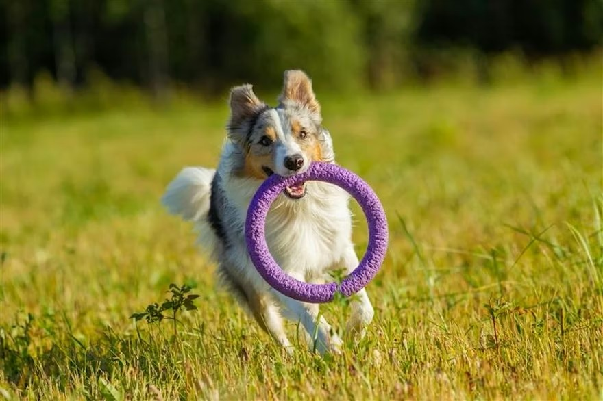 Helping you navigate the evolving pet supplements industry