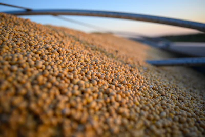 The U.S. Soy Advantage
