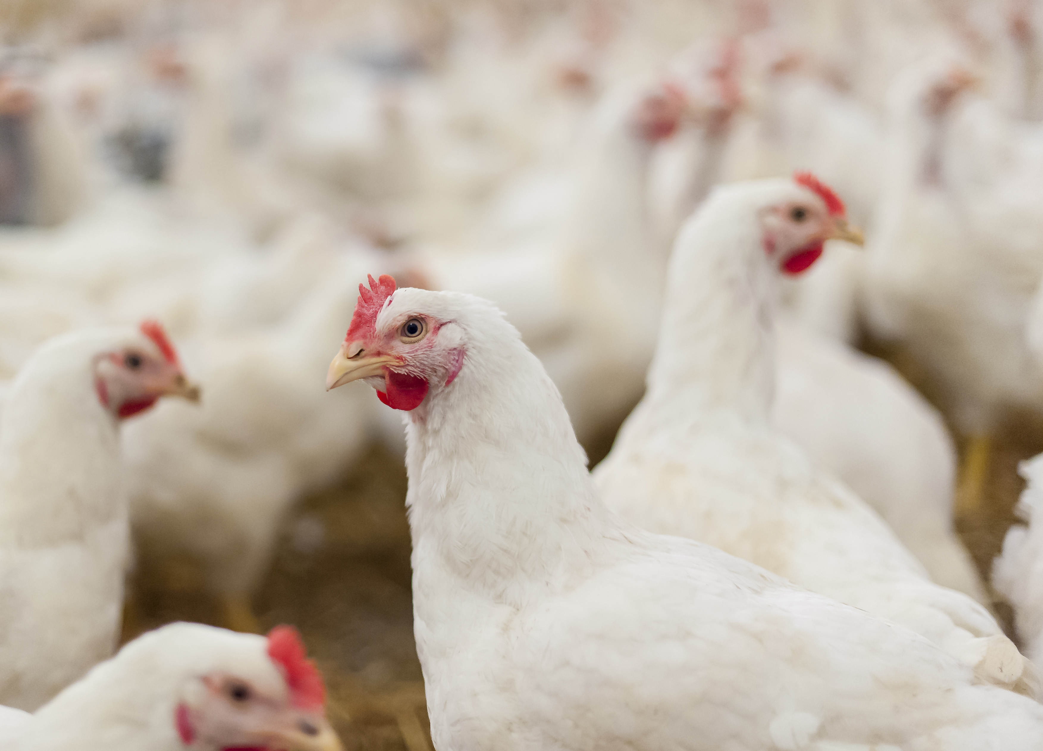 Five Ways Immune Function Influences Feed Efficiency