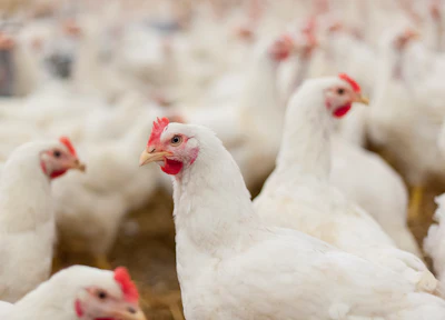 Five Ways Immune Function Influences Feed Efficiency