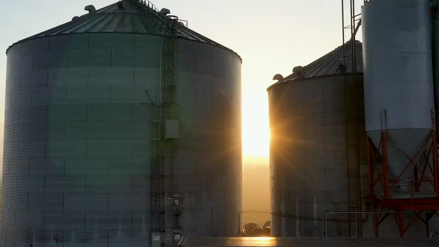Five Ways Immune Function Influences Feed Efficiency