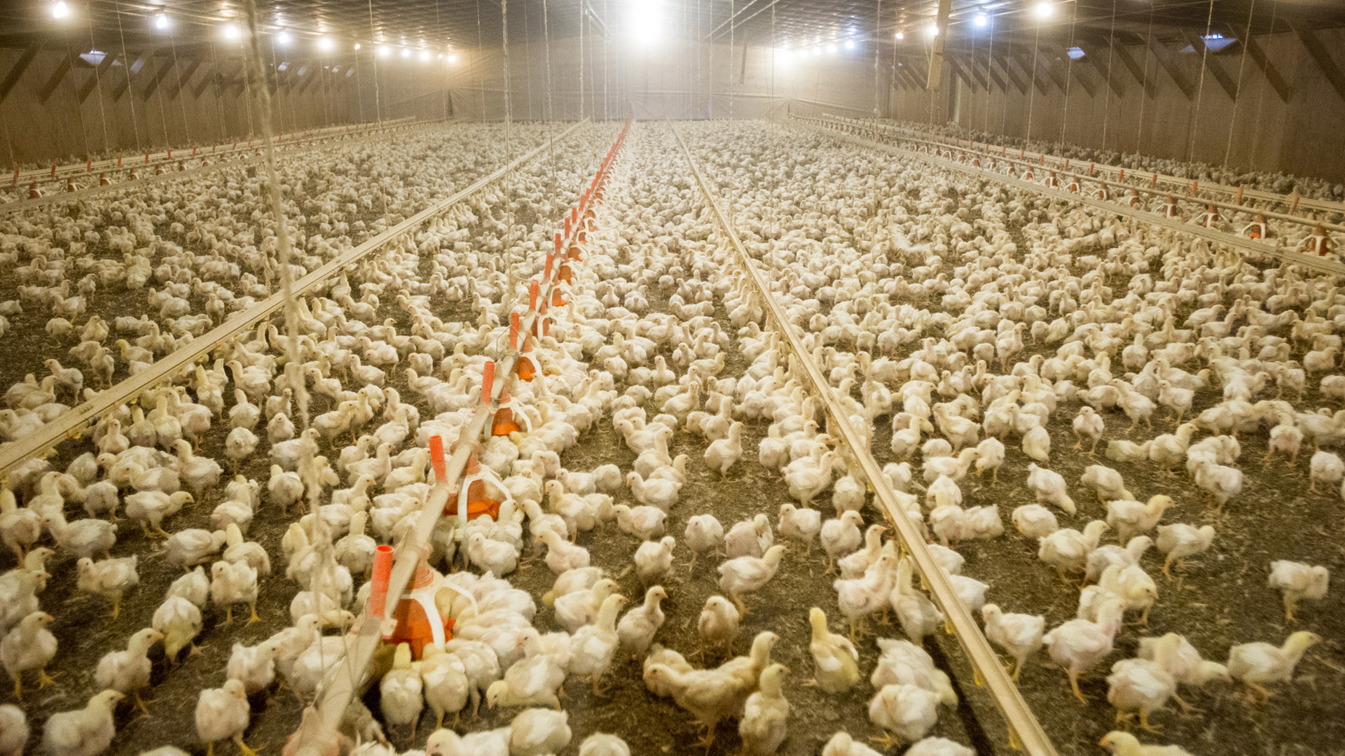 Support birds through everyday challenges with whole plant part phytogenics