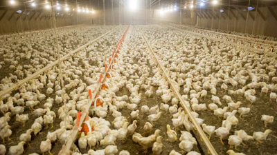 Support birds through everyday challenges with whole plant part phytogenics