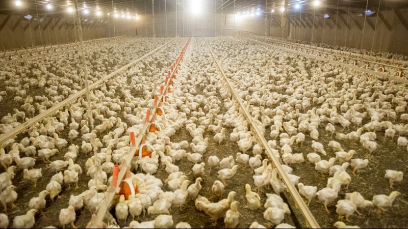 Support birds through everyday challenges with whole plant part phytogenics