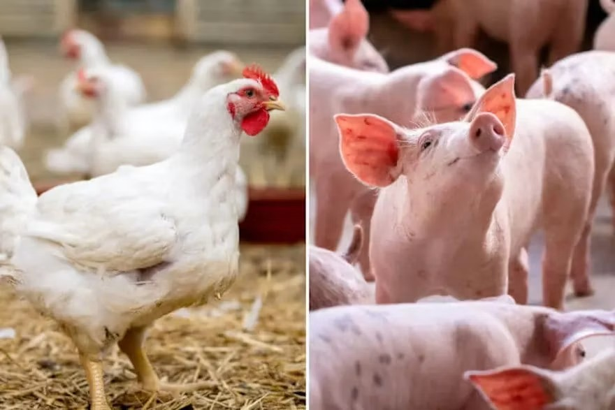 Optimized phytase dosing: unlocking more value from feed phytate