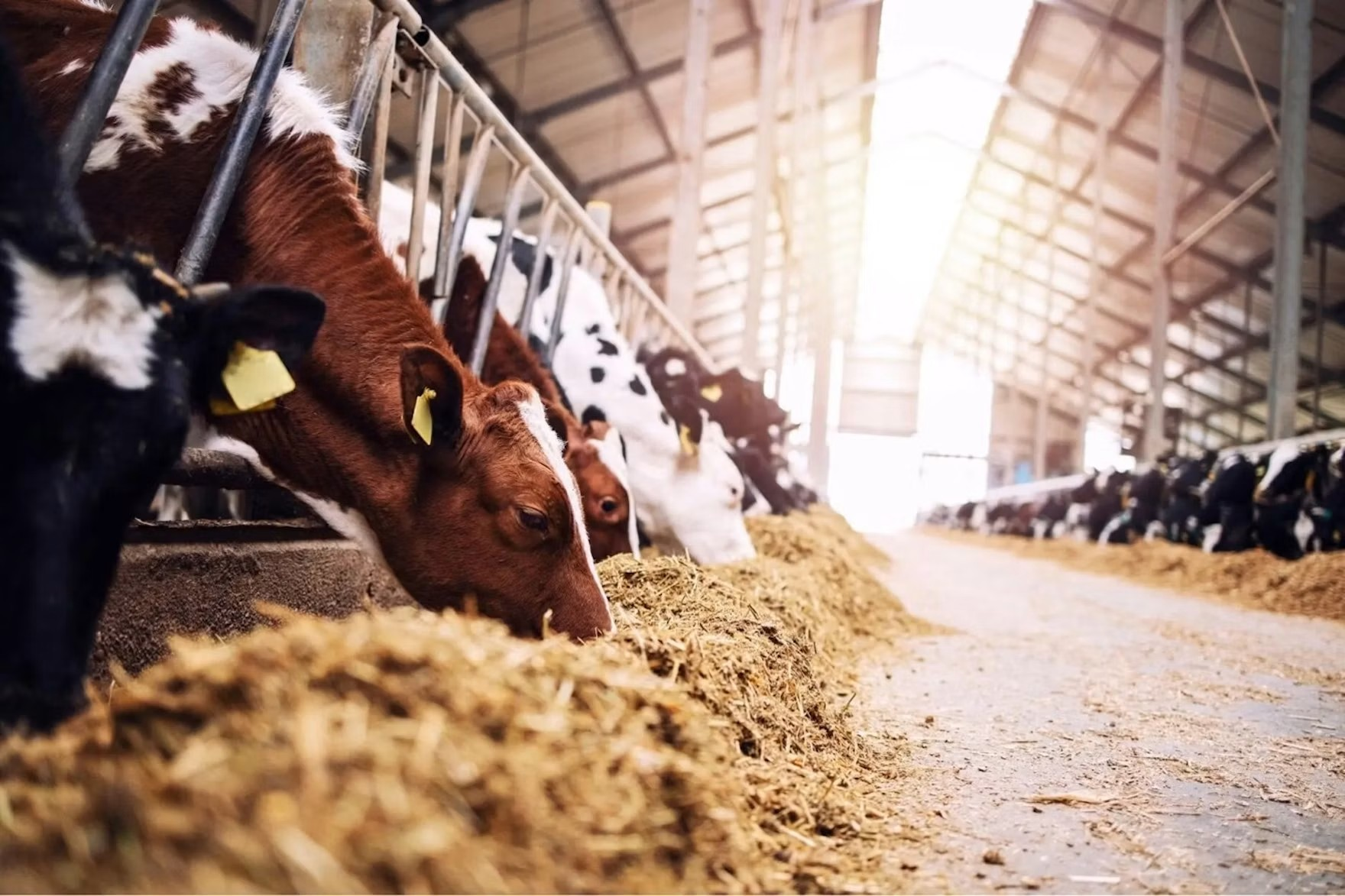 ADM’s rumen-protected capsicum – from plant science to performance