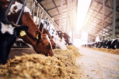 ADM’s rumen-protected capsicum – from plant science to performance